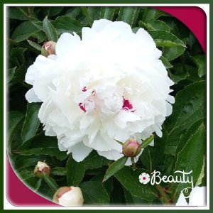 J-n159 - BEAUTY.jpg