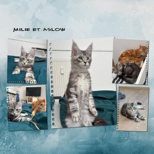 les chats