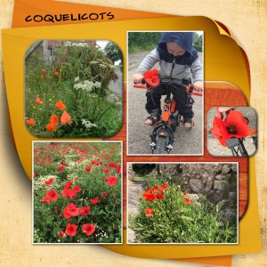 coquelicot.jpg