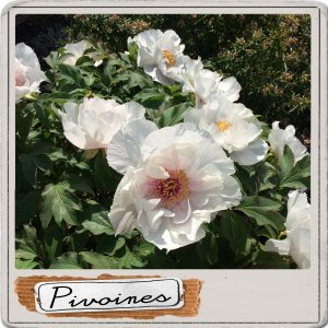 pivoines.jpg