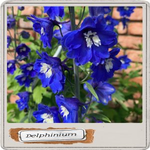 Delphinium.jpg