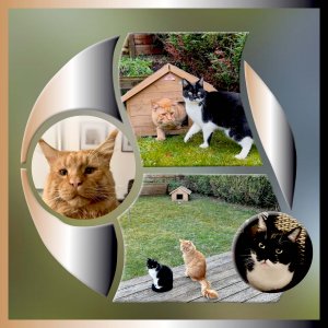 Un duo de chats