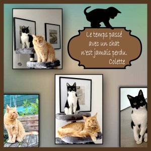 Suite des chats complices
