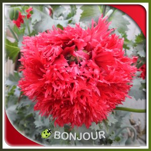 J - BONJOUR.jpg
