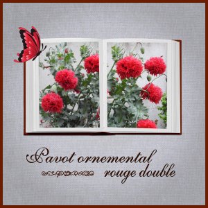 J-n161 - PAVOT ORNEMENTAL.jpg