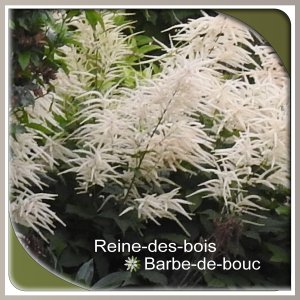 J-n162 - REINE DES BOIS.jpg