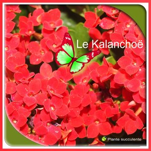 J-n163 - KALANCHOE.jpg