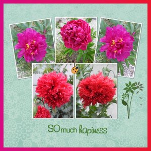 J-n164 - SO MUCH HAPINESS.jpg
