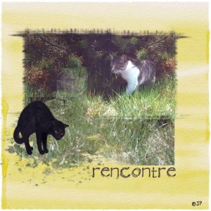 RENCONTRE photo chat perso.jpg