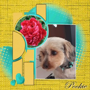 pookie.jpg