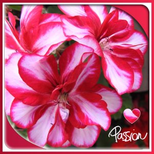 J-n165 - PASSION.jpg