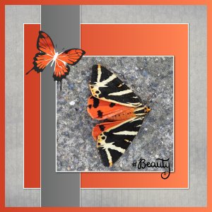 J-n166 - BEAUTY.jpg