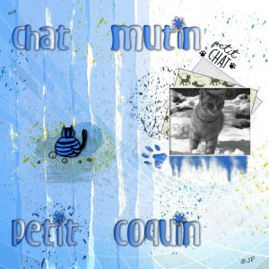 655_ chat mutin coquin.jpg