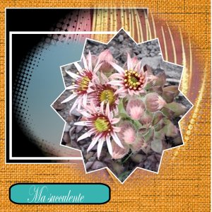 ma succulente.jpg