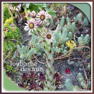 J-n168- JOUBARBE DES TOITS.jpg
