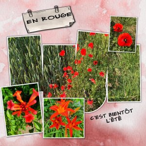 fleurs rouge.jpg