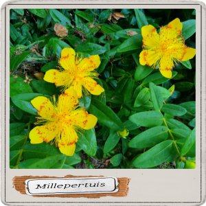 Millepertuis.jpeg