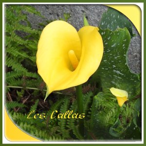 J-n171 - LES CALLAS.jpg