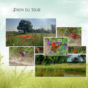 papillon.jpg
