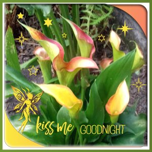 J - KISS ME GOOD NIGHT.jpg