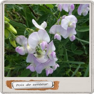 pois de senteur.jpg