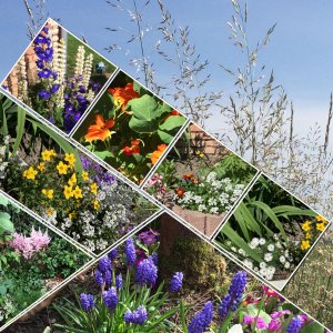 le jardin en fleurs.jpg