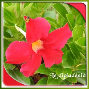 J-n173 - LE DIPLADENIA.jpg