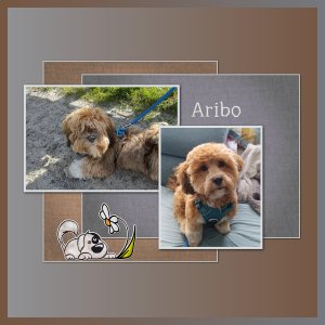 J-A20 - ARIBO.jpg