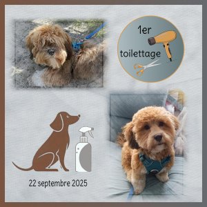 J-A21 - PREMIER TOILETTAGE.jpg