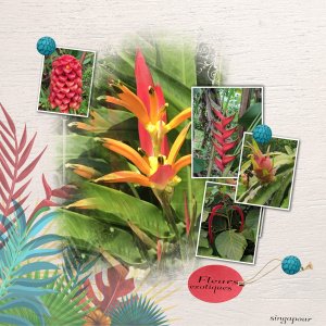 fleur exotique.jpg