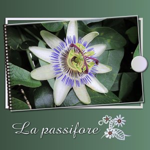 J-s304 - LA PASSIFLORE.jpg