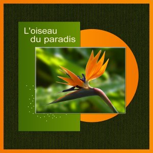 J-s305 - L'OISEAU DU PARADIS.jpg