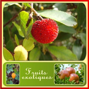 J-s306 - FRUITS EXOTIQUES.jpg