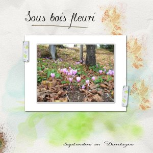 sous bois.jpg