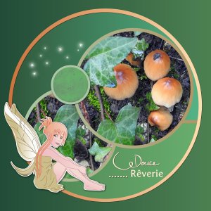 J-s309 - DOUCE REVERIE.jpg