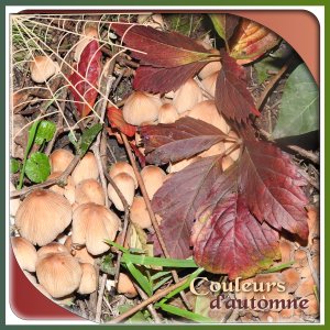 J-n177 - COULEURS D'AUTOMNE.jpg