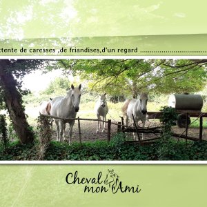 11 cheval