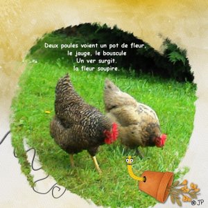 poules et le ver.jpg
