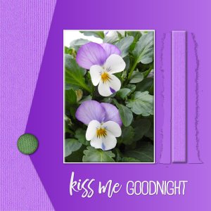 J - KISS ME GOOD NIGHT.jpg