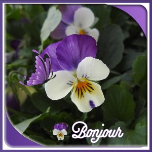 J - BONJOUR.jpg