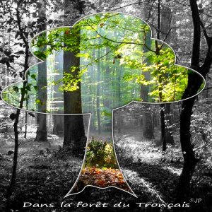 23 arbre.jpg