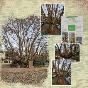 23 10 2025 Arbre (page 2).jpg