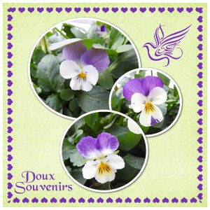 J - DOUX SOUVENIRS.jpg