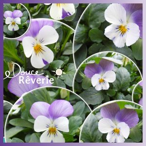 J - DOUCE REVERIE.jpg