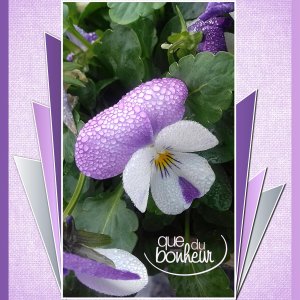 J-n186 - QUE DU BONHEUR.jpg