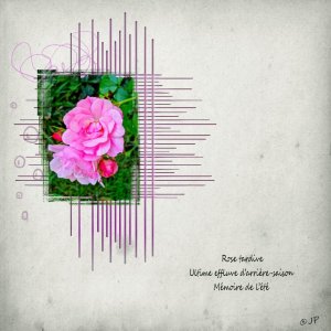 rose tardive .jpg
