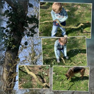 chute de branches.jpeg