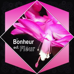 J - LE BONHEUR EST UNE FLEUR.jpg