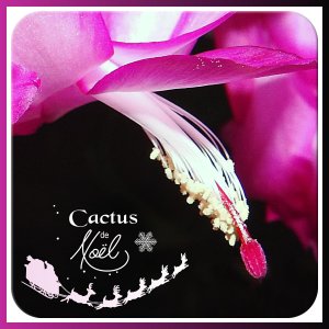 J-n190 - ROSE DE NOËL.jpg