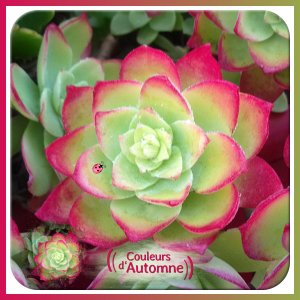 J-n193 - COULEURS D'AUTOMNE.jpg